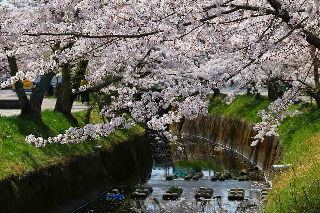 桜の咲く風景♪♪♪_e0372207_23302447.jpg