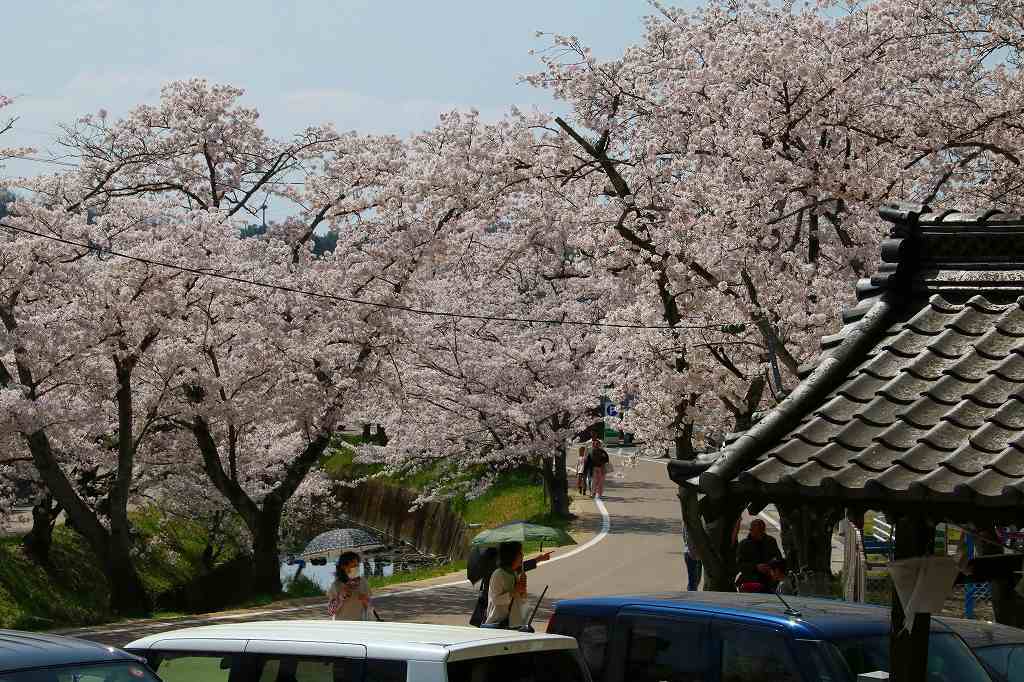 桜の咲く風景♪♪♪_e0372207_23304547.jpg