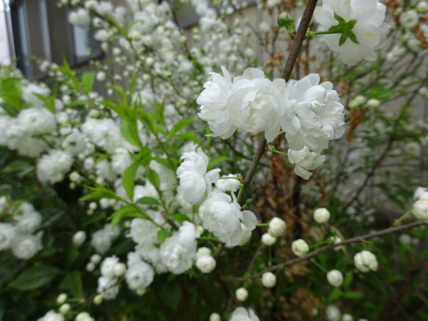 コデマリ（小手毬）の八重の花…2018/4/4_f0231709_14533613.jpg