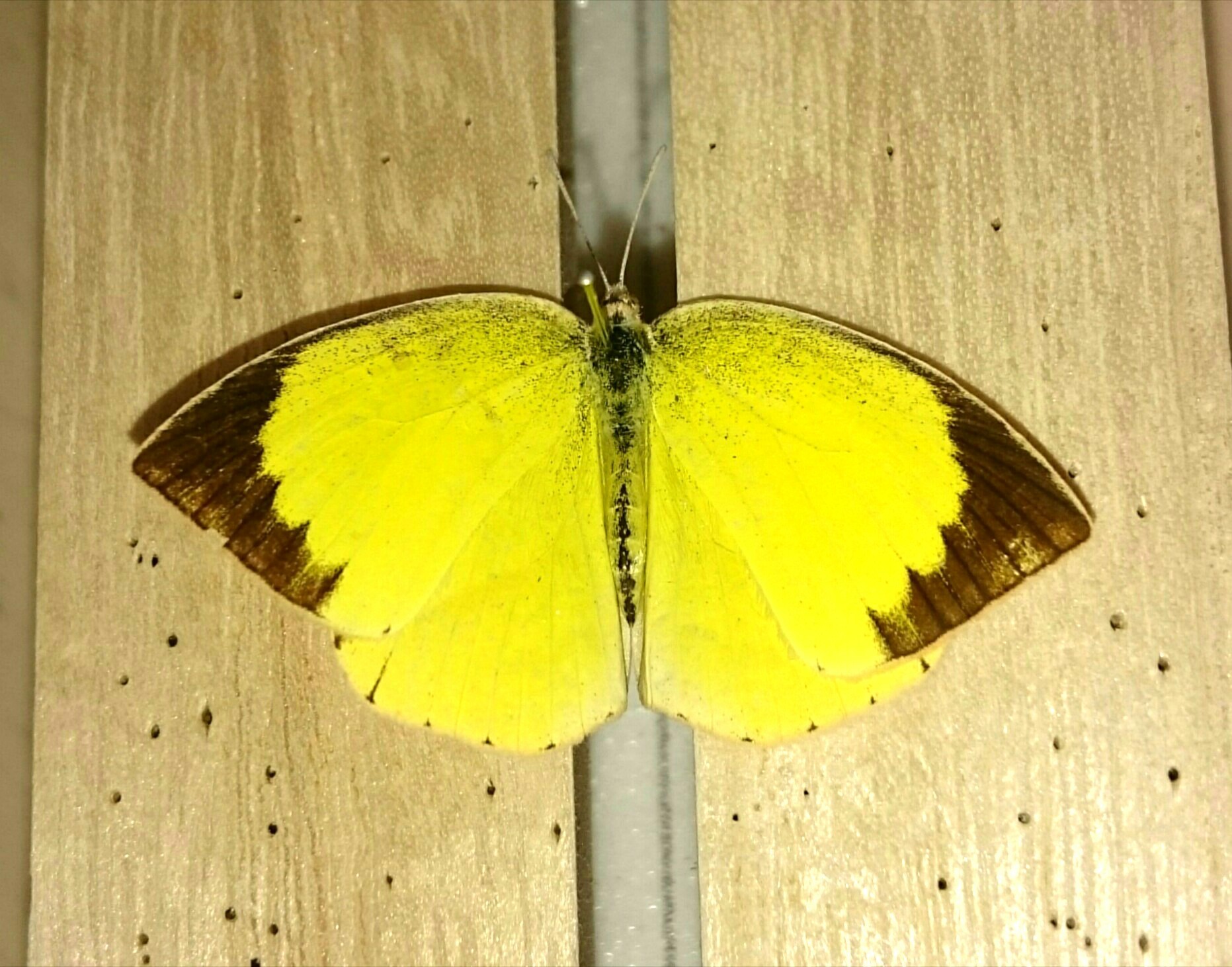 a0361610_14161330.jpg