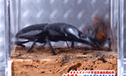 4月30日第二回公演_c0050810_15530832.gif
