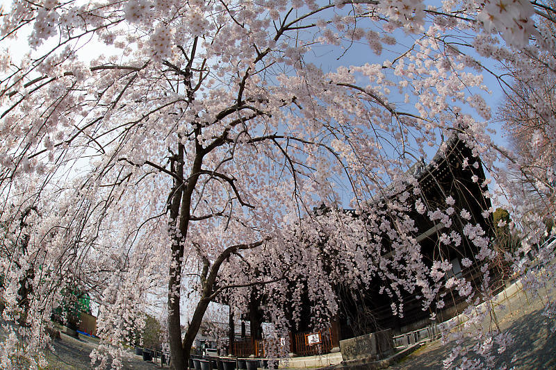 桜巡り2018＠立本寺_f0032011_21293730.jpg