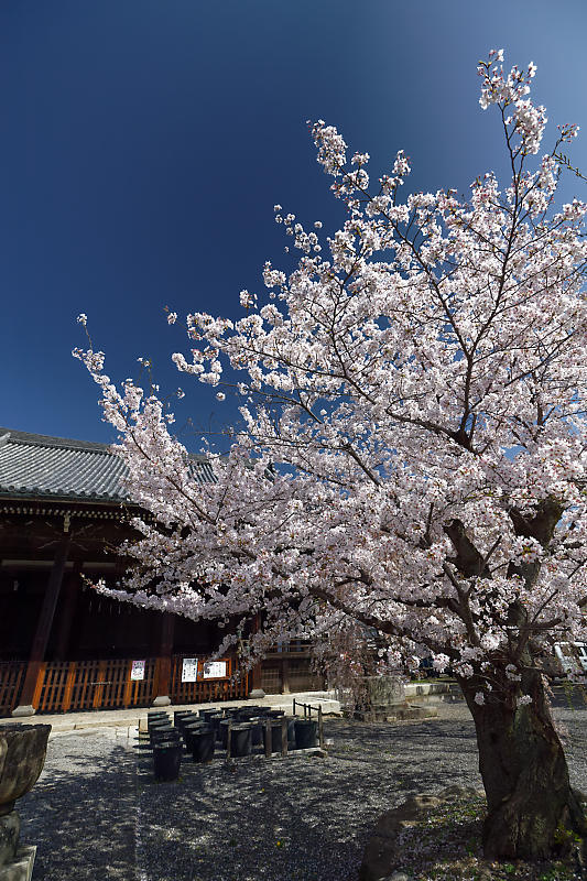 桜巡り2018＠立本寺_f0032011_21293867.jpg