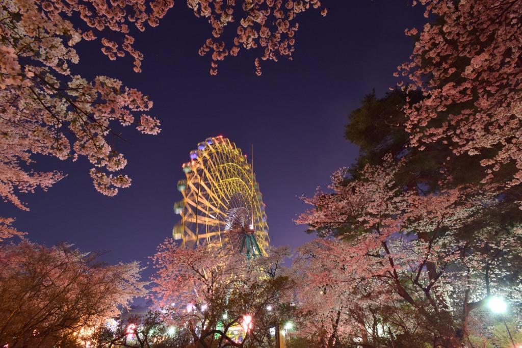18 4 30 華蔵寺公園の夜桜 やすべーの山歩きpart2 18 4 30 華蔵寺公園の夜桜 やすべーの山歩きpart2