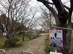 七ヶ浜の海の駅「七のや」で海鮮丼食べた後はさくら巡り_e0069615_2301674.jpg