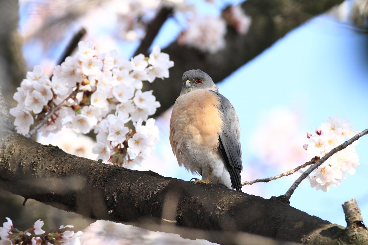 ツミ　桜の木でストレッチ_f0369315_17303232.jpg