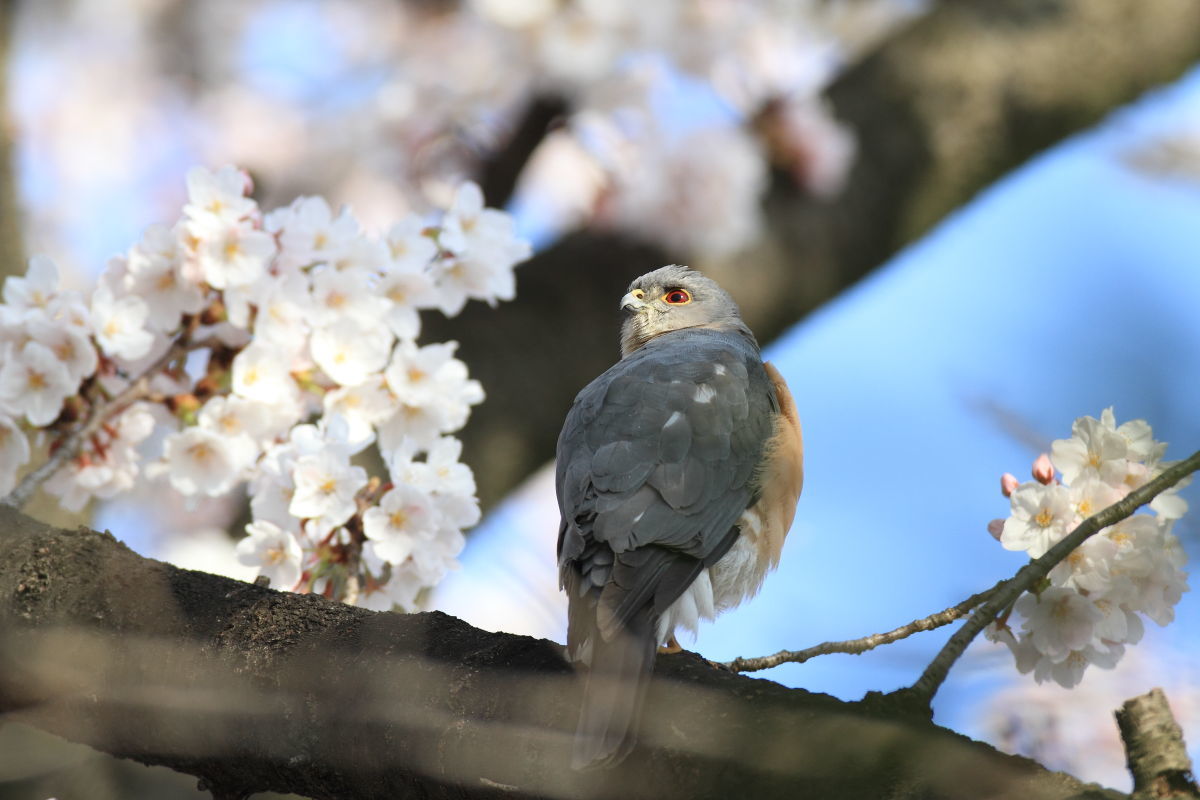 ツミ　桜の木でストレッチ_f0369315_17303286.jpg