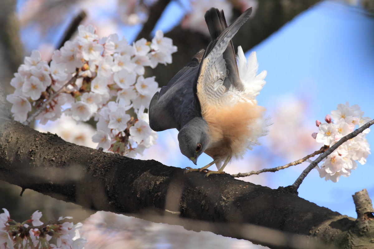 ツミ　桜の木でストレッチ_f0369315_17303296.jpg