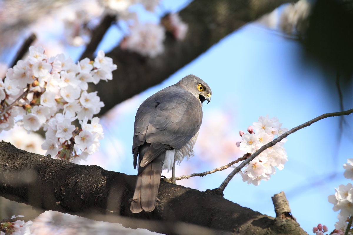 ツミ　桜の木でストレッチ_f0369315_17303328.jpg
