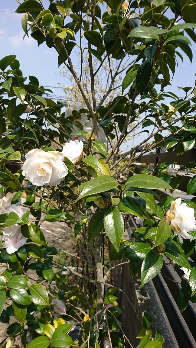 4月4日の庭 昨日消毒したよ ピオニーの森