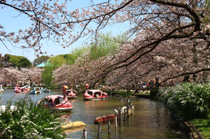 上野恩賜公園不忍池の桜_b0325217_09294919.jpg