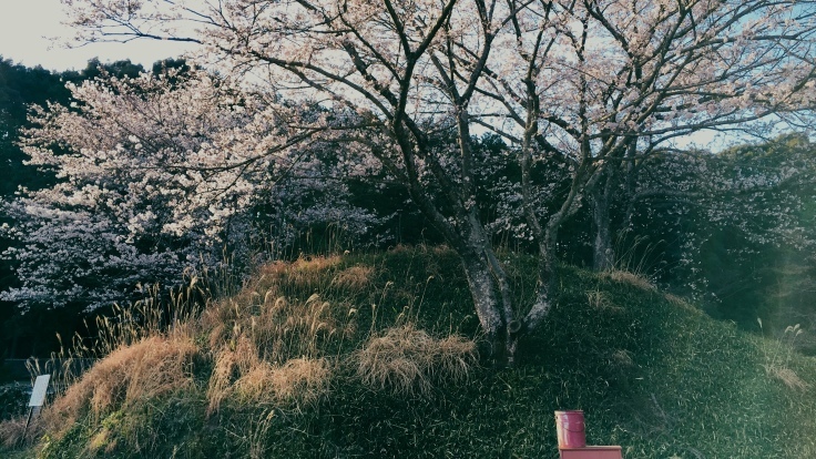 圧倒的桜。2018_d0363917_10143633.jpeg