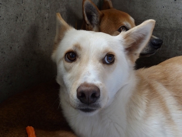 4/10センターレポート　子犬舎　７頭（＋乳飲み子６頭）_f0078320_13463725.jpg