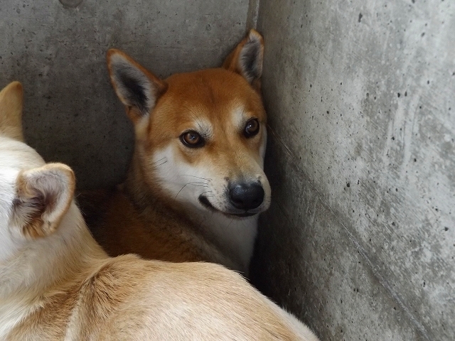 4/10センターレポート　子犬舎　７頭（＋乳飲み子６頭）_f0078320_13484731.jpg