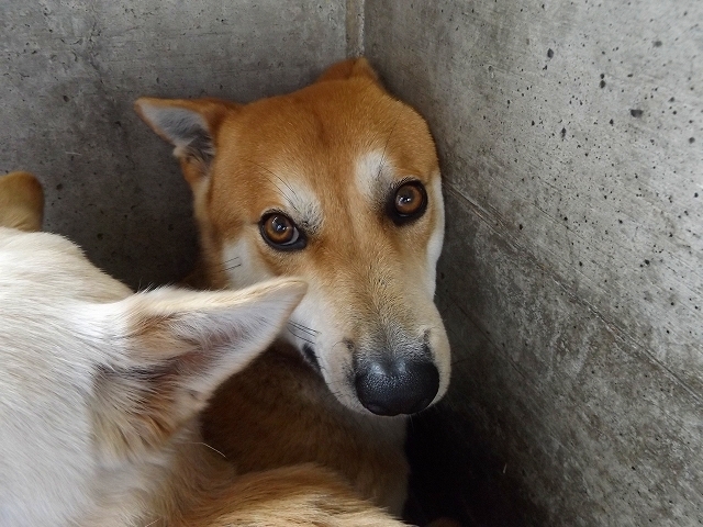 4/10センターレポート　子犬舎　７頭（＋乳飲み子６頭）_f0078320_13491081.jpg