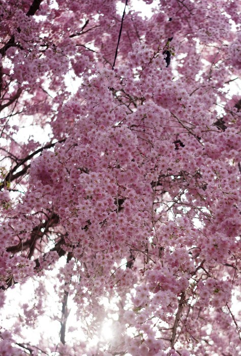 ■雅なひととき【友人宅の枝垂れ桜が 綺麗です♪】_b0033423_07004991.jpg
