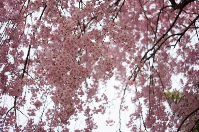 ■雅なひととき【友人宅の枝垂れ桜が 綺麗です♪】_b0033423_07011968.jpg