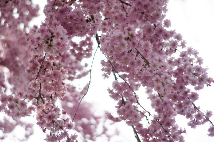 ■雅なひととき【友人宅の枝垂れ桜が 綺麗です♪】_b0033423_07014494.jpg