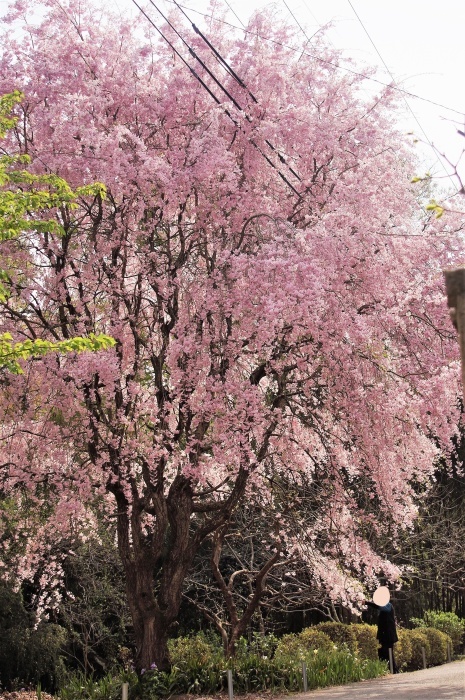 ■雅なひととき【友人宅の枝垂れ桜が 綺麗です♪】_b0033423_07275198.jpg