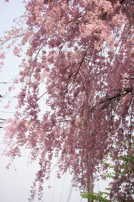 ■雅なひととき【友人宅の枝垂れ桜が 綺麗です♪】_b0033423_07293747.jpg