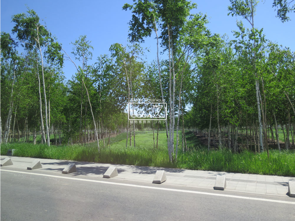 b0160123_16290735.jpg