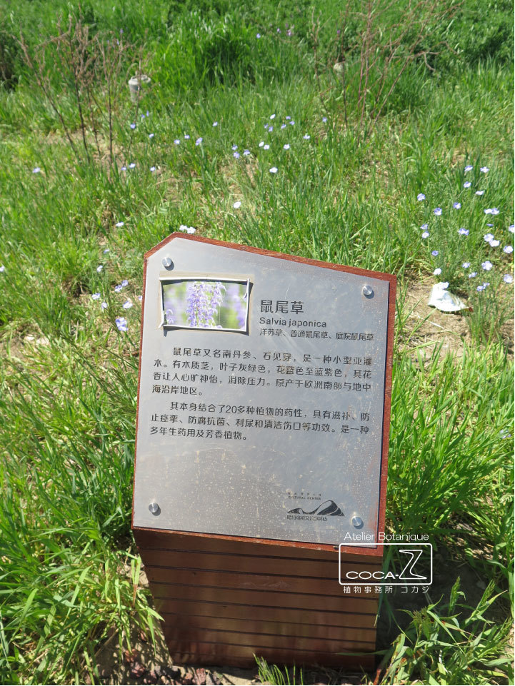 b0160123_17145596.jpg