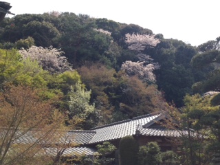 名残の桜_d0025725_22205246.jpg