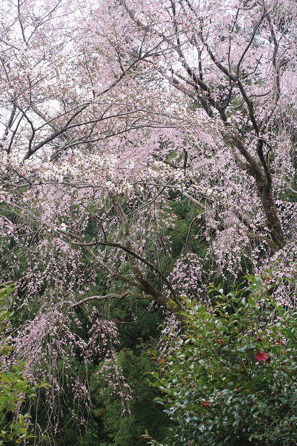 ワラビ芽吹く、玄工山桜満開　（撮影：3月22日）_e0321325_19312561.jpg