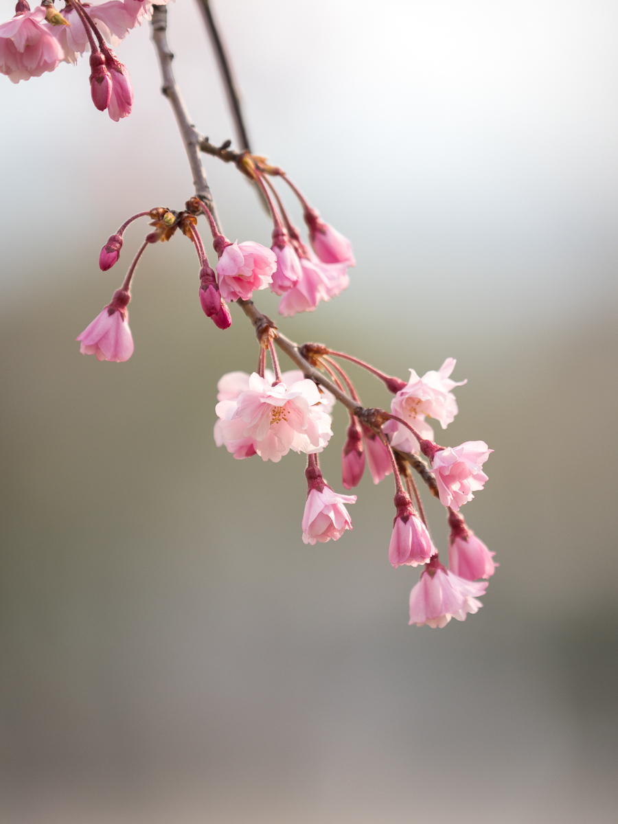 桜　児島公園_c0021726_00395545.jpg