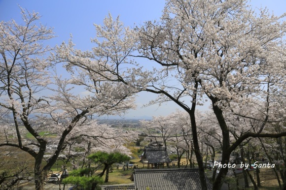 2018 さくら巡り-霞間ケ渓～養老公園-_c0201929_19555071.jpg