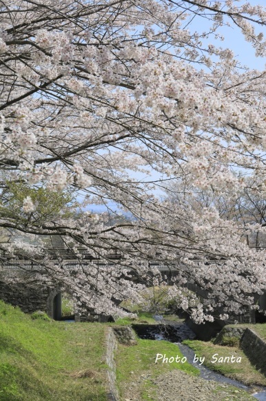 2018 さくら巡り-霞間ケ渓～養老公園-_c0201929_19555107.jpg