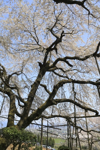 2018 さくら巡り-霞間ケ渓～養老公園-_c0201929_19555233.jpg