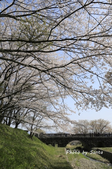 2018 さくら巡り-霞間ケ渓～養老公園-_c0201929_20020447.jpg