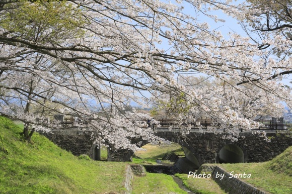 2018 さくら巡り-霞間ケ渓～養老公園-_c0201929_20020984.jpg