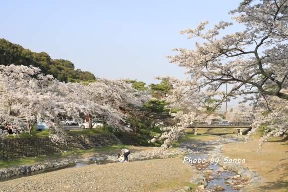 2018 さくら巡り-霞間ケ渓～養老公園-_c0201929_20101357.jpg