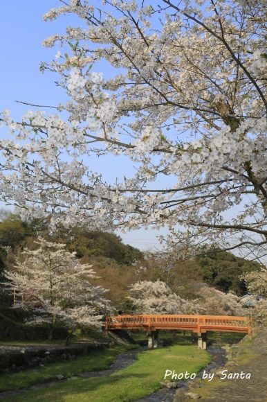 2018 さくら巡り-霞間ケ渓～養老公園-_c0201929_20101482.jpg