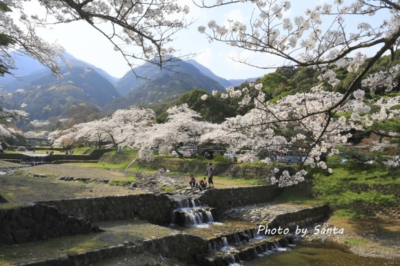 2018 さくら巡り-霞間ケ渓～養老公園-_c0201929_20101499.jpg