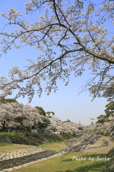 2018 さくら巡り-霞間ケ渓～養老公園-_c0201929_20101597.jpg