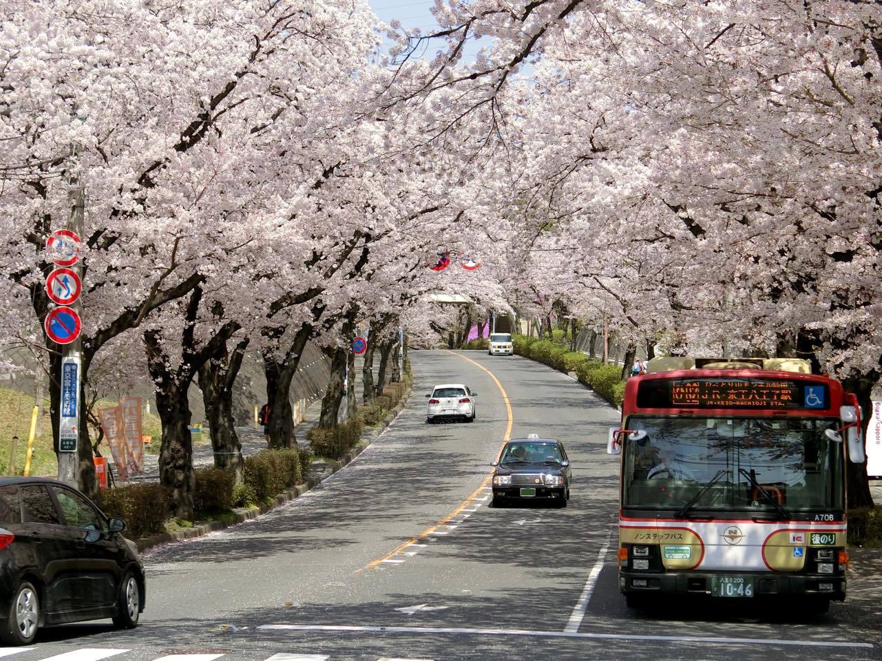 西東京バスと八王子市谷野町の桜並木 黄色い電車に乗せて 西東京バスと八王子市谷野町の桜並木 黄色い電車に乗せて