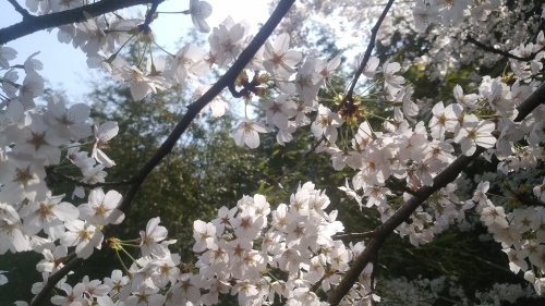今年度初ブログ！桜満開！そして花粉症…_e0335330_22173882.jpg