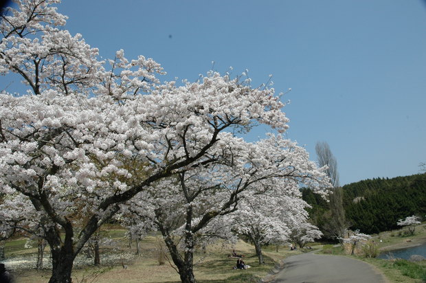 飛岳の福寿草に感激＆小鹿山＆別府オルレ　！_e0272335_10252916.jpg