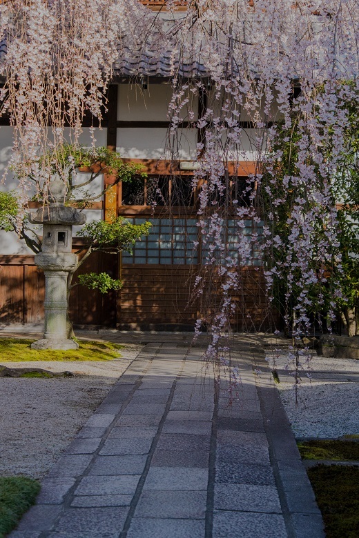 ２０１８桜～本満寺_e0363038_21070979.jpg