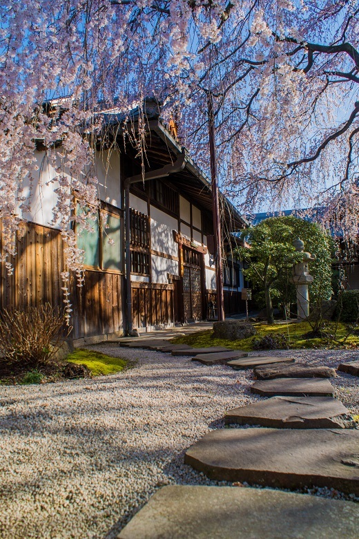 ２０１８桜～本満寺_e0363038_21081359.jpg