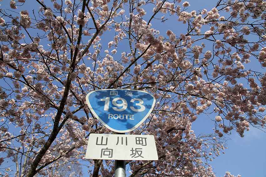 吉野川市「山川トンネル」の桜と、「神山森林公園イルローザの森」の桜♪_d0058941_19564564.jpg