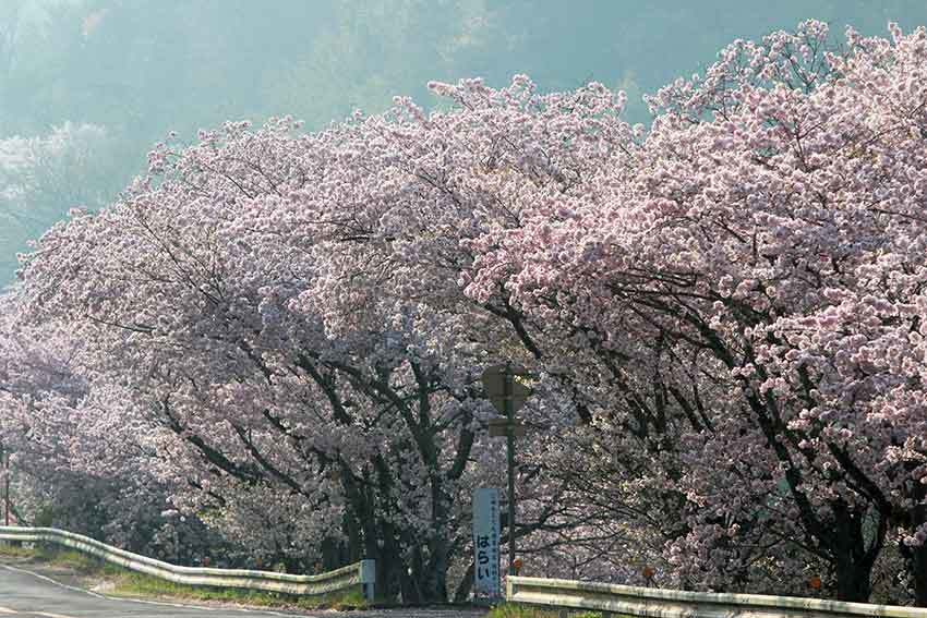 吉野川市「山川トンネル」の桜と、「神山森林公園イルローザの森」の桜♪_d0058941_19575097.jpg