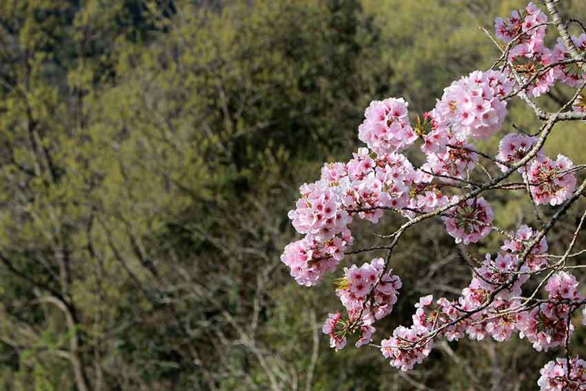 吉野川市「山川トンネル」の桜と、「神山森林公園イルローザの森」の桜♪_d0058941_19582043.jpg