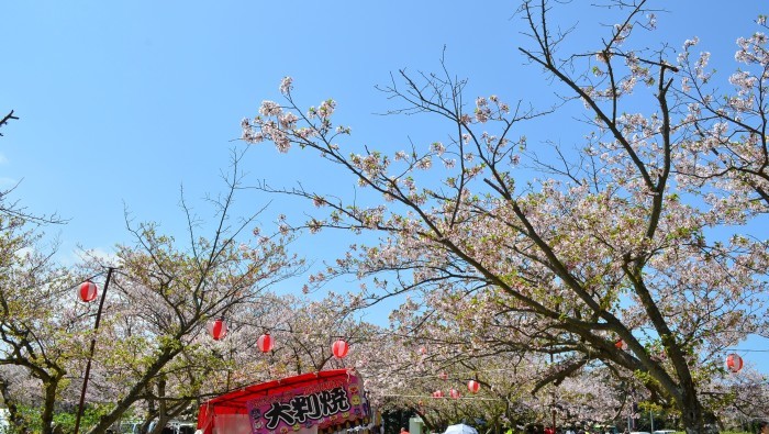 ”戦場ヶ原公園の桜～下関市...4/3tue\"_d0153941_11213038.jpg