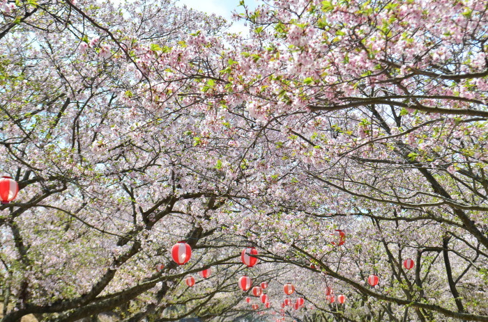 ”戦場ヶ原公園の桜～下関市...4/3tue\"_d0153941_11264070.jpg
