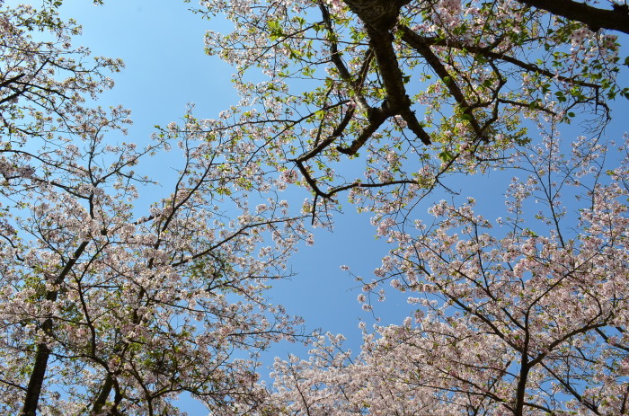 ”戦場ヶ原公園の桜～下関市...4/3tue\"_d0153941_11270628.jpg