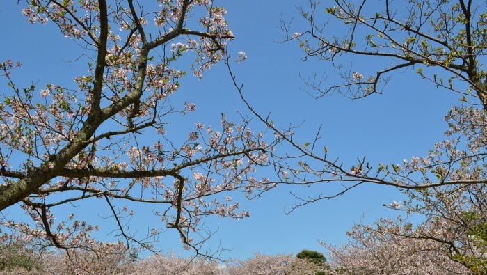”戦場ヶ原公園の桜～下関市...4/3tue\"_d0153941_11283394.jpg